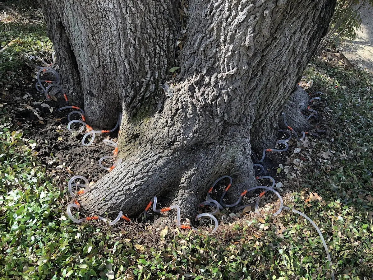 Detailed Tree Cabling and Bracing job site in Mirror Lake